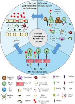 Fatty Acids as a Tool to Boost Cancer Immunotherapy Efficacy